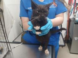 Shelter Stray Male Cat last seen Near BLOCK DAVIE BLVD, FORT LAUDERDALE FL 33312, 2400 SW 42nd St, Fort Lauderdale, FL 33312, USA
