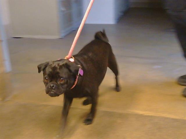 Shelter Stray Female Dog last seen FAIR OAKS BLVD/ SUNDANCE DR 95610, 3839 Bradshaw Rd, Sacramento, CA 95827, USA