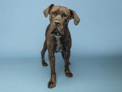 Shelter Stray Male Dog last seen A26-105422, 5501 E Van Buren St, Phoenix, AZ 85008, USA