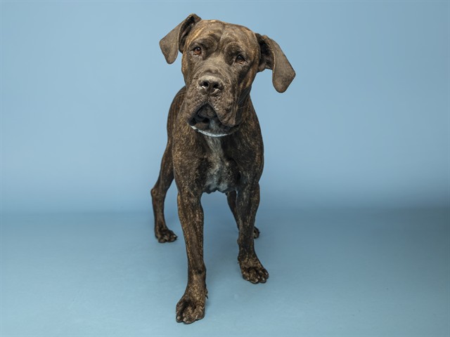 Shelter Stray Male Dog last seen A26-105422, 5501 E Van Buren St, Phoenix, AZ 85008, USA