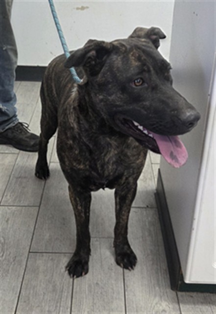 Shelter Stray Female Dog last seen HIGHWAY 178/ CANEBRAKE CA 93255 (NEAR CEMETERY}, 14891 CA-178, Lake Isabella, CA 93240, USA