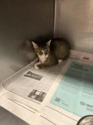 Shelter Stray Male Cat last seen , West Valley Animal Shelter, 20655 Plummer St, Chatsworth, CA 91311, USA