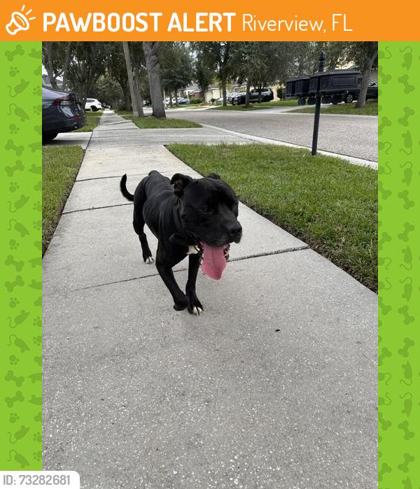 Found/Stray Male Dog last seen Shady Preserve Community, Riverview, FL 33579