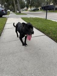 Found/Stray Male Dog last seen Shady Preserve Community, Riverview, FL 33579