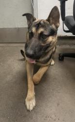 Shelter Stray Male Dog last seen , 14409 Vanowen St, Van Nuys, CA 91405, USA