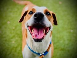 Shelter Stray Male Dog last seen , 2769 Conroy Rd, Orlando, FL 32839, USA