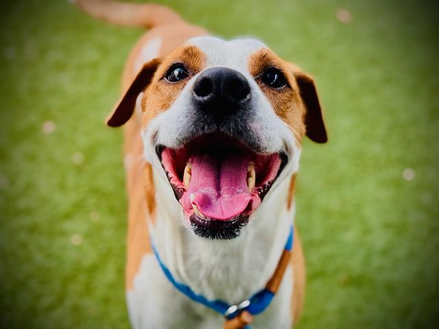 Shelter Stray Male Dog last seen , 2769 Conroy Rd, Orlando, FL 32839, USA