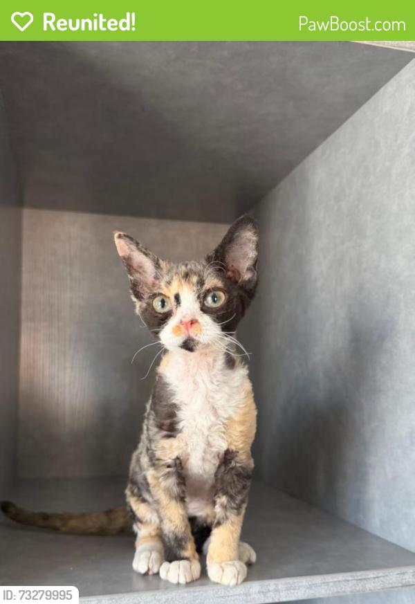 Reunited Female Cat last seen Near Cabrillo Ave, Venice, CA 90291, USA, Los Angeles, CA 90291
