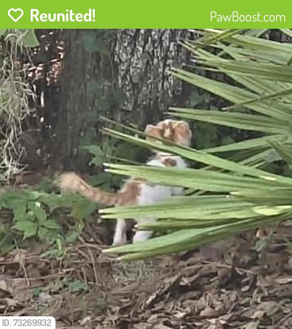 Reunited Female Cat last seen Walmart, Osprey, FL 34229