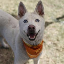 Shelter Stray Female Dog last seen Near BLOCK NACOGDOCHES, 4710 TX-151, San Antonio, TX 78227, USA