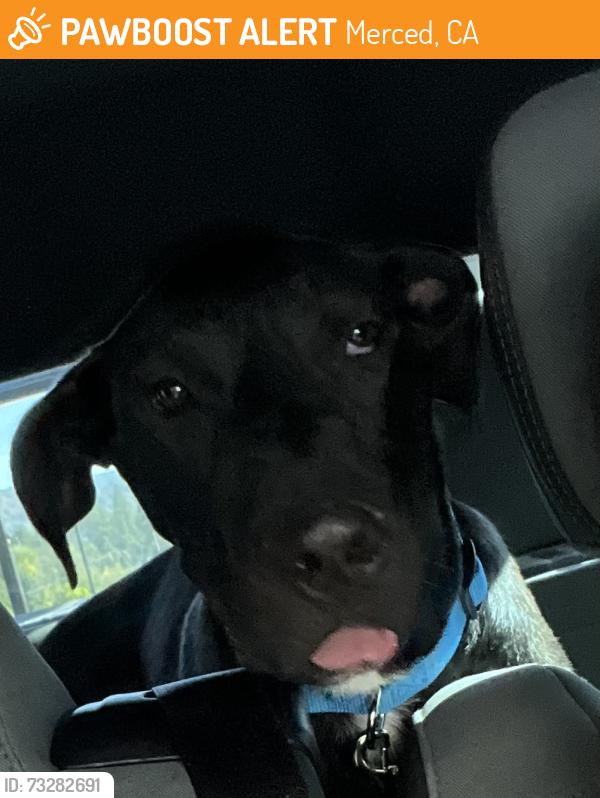 Found/Stray Male Dog last seen Not sure my son found him, Merced, CA 95341