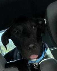 Found/Stray Male Dog last seen Not sure my son found him, Merced, CA 95341