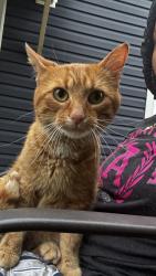 Reunited Male Cat last seen Aurora Ave & zengle, Aurora, IL 60505