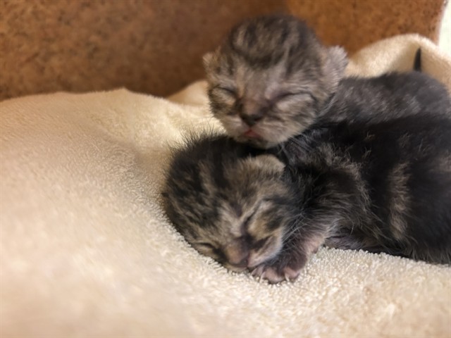Shelter Stray Female Cat last seen Near BLOCK PERADA ST,JURUPA VALLEY CA 92509, 6851 Van Buren Boulevard, Jurupa Valley, CA 92509, USA