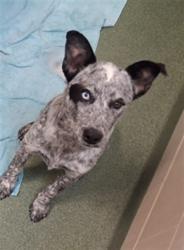 Shelter Stray Male Dog last seen Near BLOCK TEWA RD SANTA FE NM 87505, 100 Caja Del Rio Rd, Santa Fe, NM 87507, USA