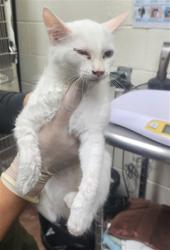 Shelter Stray Female Cat last seen Near BLOCK SIRINGO RD SANTA FE NM 87507, 100 Caja Del Rio Rd, Santa Fe, NM 87507, USA