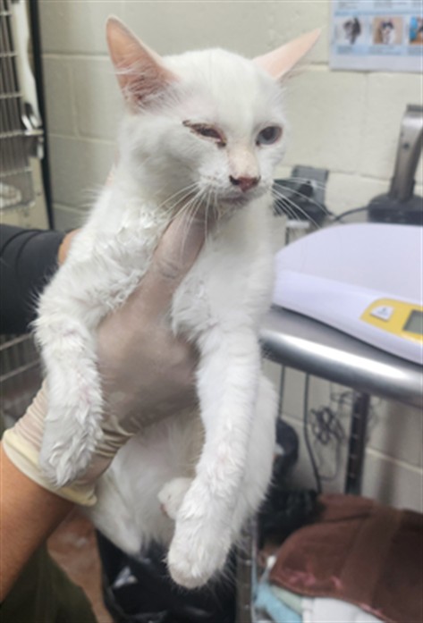 Shelter Stray Female Cat last seen Near BLOCK SIRINGO RD SANTA FE NM 87507, 100 Caja Del Rio Rd, Santa Fe, NM 87507, USA