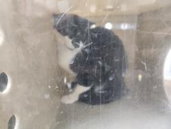 Shelter Stray Female Cat last seen Near BLOCK SIRINGO RD SANTA FE NM 87507, 100 Caja Del Rio Rd, Santa Fe, NM 87507, USA