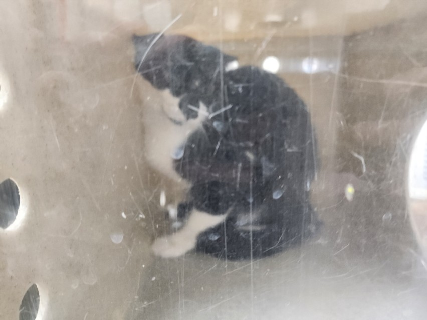 Shelter Stray Female Cat last seen Near BLOCK SIRINGO RD SANTA FE NM 87507, 100 Caja Del Rio Rd, Santa Fe, NM 87507, USA