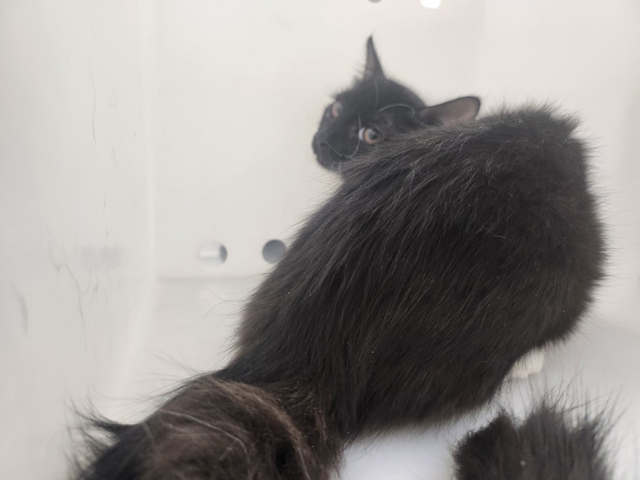 Shelter Stray Female Cat last seen Near BLOCK SIRINGO RD SANTA FE NM 87507, 100 Caja Del Rio Rd, Santa Fe, NM 87507, USA