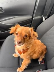 Lost Female Dog last seen Theienes and Durfee, South El Monte, CA 91733