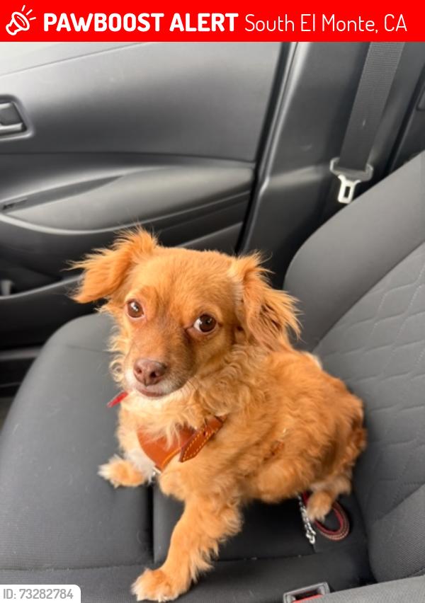Lost Female Dog last seen Theienes and Durfee, South El Monte, CA 91733