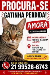 Lost Female Cat last seen Ladeira dos tabajaras, Copacabana, RJ 22031-112