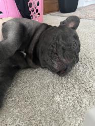 Reunited Male Dog last seen Near Monterey Cir, Westminster, CA 92683, USA, Westminster, CA 92683