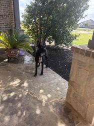 Found/Stray Male Dog last seen End of the street, Talty, TX 75126