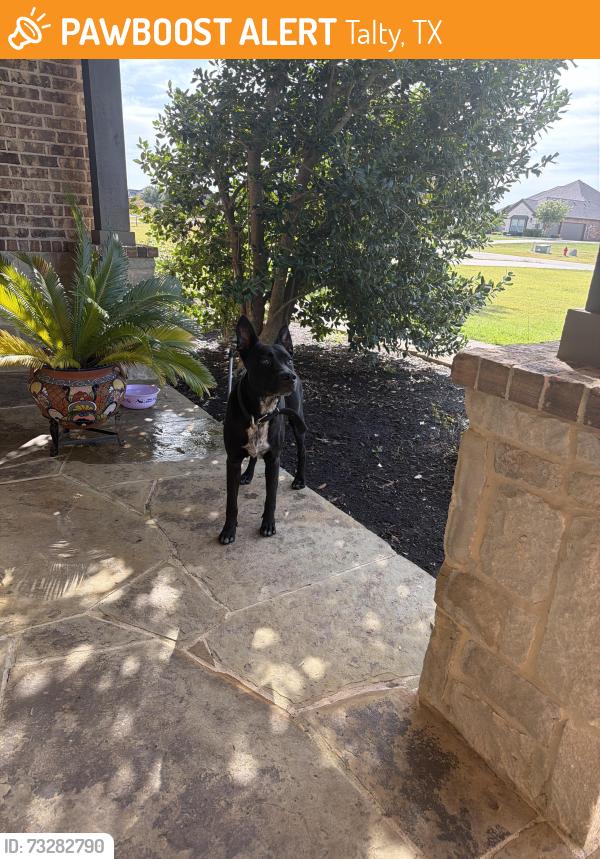 Found/Stray Male Dog last seen End of the street, Talty, TX 75126