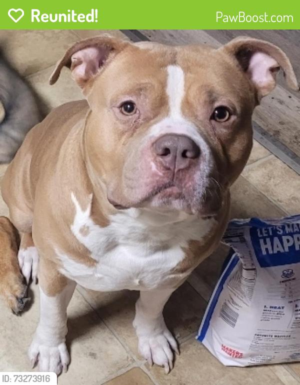 Reunited Male Dog last seen Olson & portland, Youngstown, OH 44509