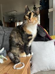 Lost Female Cat last seen Shadowlake and 12th Ave NE, Norman, OK 73071