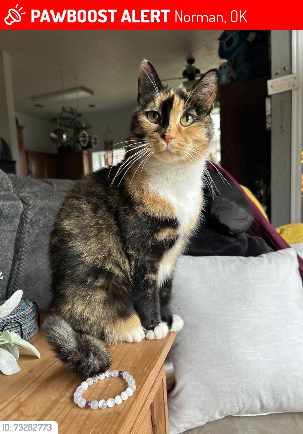 Lost Female Cat last seen Shadowlake and 12th Ave NE, Norman, OK 73071