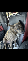 Reunited Female Dog last seen Near linhart ave fort Myers Florida, Fort Myers, FL 33901