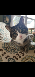 Lost Female Cat last seen Snowy owl, Ixonia, WI 53036