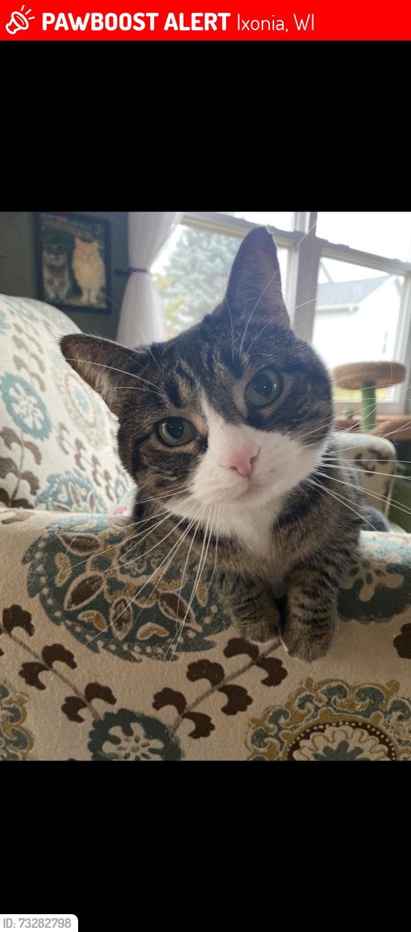 Lost Female Cat last seen Snowy owl, Ixonia, WI 53036