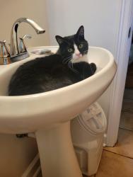 Reunited Male Cat last seen Neighborhood between 84th & Lisbon and 76th & Capitol, Milwaukee, WI 53222
