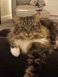 Lost Male Cat last seen Duck pobd, Merseyside, England 