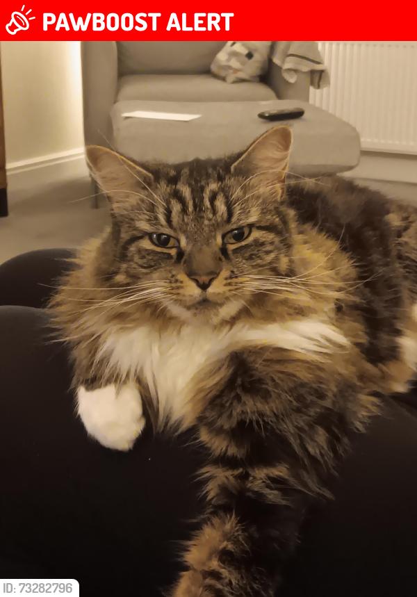 Lost Male Cat last seen Duck pobd, Merseyside, England 