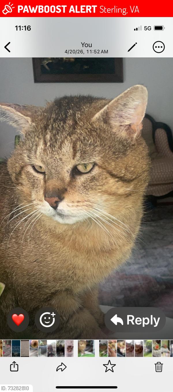 Lost Male Cat last seen Tamarack Ct Sterling Va, Sterling, VA 20164