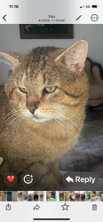Lost Male Cat last seen Tamarack Ct Sterling Va, Sterling, VA 20164