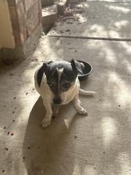 Found/Stray Male Dog last seen Fieldstone Drive, Grand Prairie, TX 75052