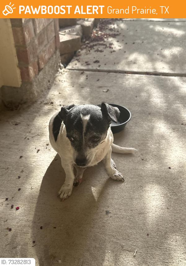 Found/Stray Male Dog last seen Fieldstone Drive, Grand Prairie, TX 75052