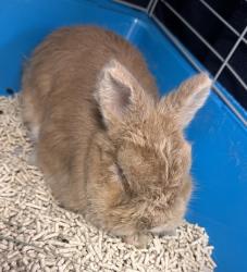 Shelter Stray Male Rabbit last seen Ida VIsta, Duncanville, TX, 1150 E Pleasant Run Rd, Cedar Hill, TX 75104, USA