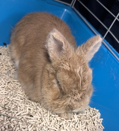 Shelter Stray Male Rabbit last seen Ida VIsta, Duncanville, TX, 1150 E Pleasant Run Rd, Cedar Hill, TX 75104, USA
