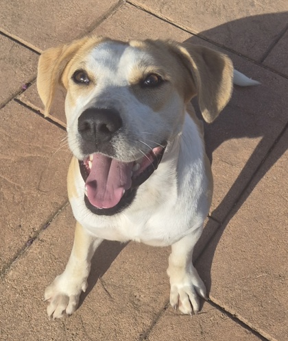 Shelter Stray Male Dog last seen Fairway dr, Caddo Parish, LA, 1500 Monty St, Shreveport, LA 71107, USA