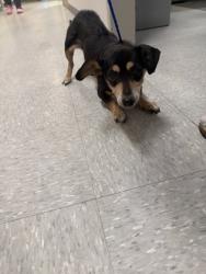 Shelter Stray Female Dog last seen , Caddo Parish, LA, 1500 Monty St, Shreveport, LA 71107, USA