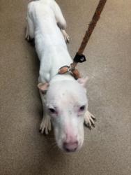 Shelter Stray Male Dog last seen Near E. Ponce De Leon Ave M Stone Mountain, 30083, 30083, GA, 3280 Chamblee Dunwoody Rd, Chamblee, GA 30341, USA