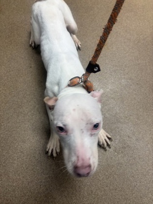 Shelter Stray Male Dog last seen Near E. Ponce De Leon Ave M Stone Mountain, 30083, 30083, GA, 3280 Chamblee Dunwoody Rd, Chamblee, GA 30341, USA