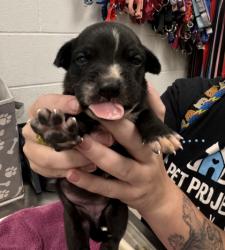 Shelter Stray Female Dog last seen Near Hardesty Ave, 64127, MO, 7077 Elmwood Ave, Kansas City, MO 64132, USA